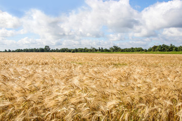 Kornfeld auf der Ostsee Insel Fehmarn, Schleswig Holstein 