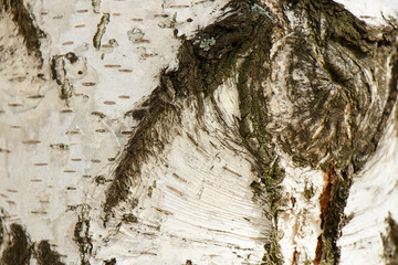 Embossed birch textural bark close-up as background