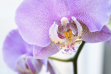 A blooming orchid flower