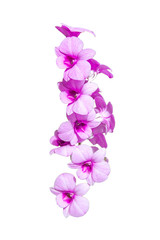 Fototapeta na wymiar Violet and pink orchids flower isolated on white background