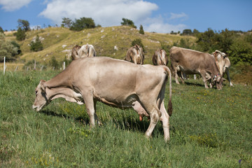Grazing cows