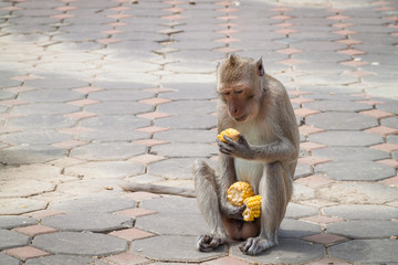 Thai monkey eating corn on a floor