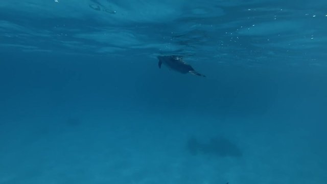 Group of Spinner Dolphins swim in the blue water (Underwater shot, 4K / 60fps)
