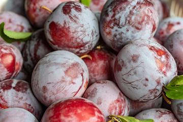 収穫したスモモの実