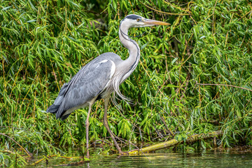 Fischreiher (Ardea cinerea)