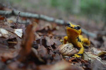 Salamandra