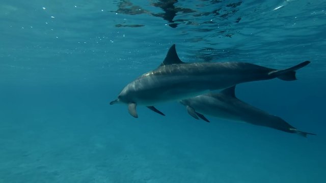 Group of Dolphins swims in the blue water under surface (Spinner Dolphin, Stenella longirostris) Close-up, Underwater shot, 4K / 60fps
