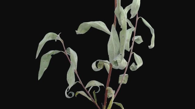 Time-lapse of resurrection dried up Willow (or sallows or osiers) branch leaves 3e1-rev in PNG+ format with ALPHA transparency channel isolated on black background, time reverse
