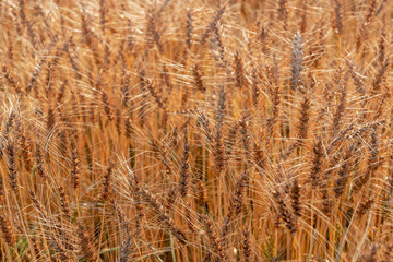 Fototapeta premium 麦畑の風景