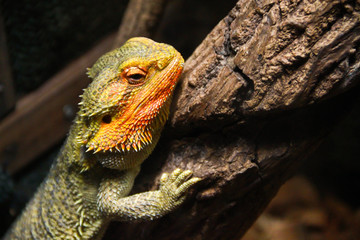 Close up view of bearded dragon