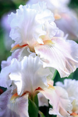 white and pink iris blooms in an open-air garden on a green background, an inflorescence of white iris, a beautiful white iris flower, the smell of white iris, a beautiful spring iris flower 