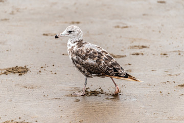 Seagull on Beach