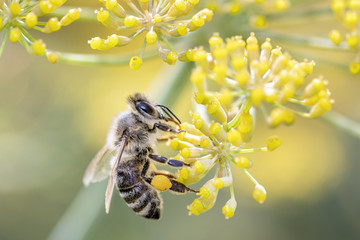 Bee with Fennel Foeniculum vulgare Rubrum - Biene mit Bronzefenchel