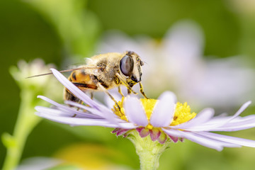 Mistbiene - Eristalis tenax - dronefly on Leucanthemum  - Margerite