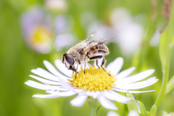 Mistbiene - Eristalis tenax - dronefly on Leucanthemum  - Margerite