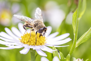 Mistbiene - Eristalis tenax - dronefly on Leucanthemum  - Margerite