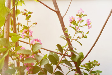 Background bright pink flower small group in the garden outside and  empty space for text.