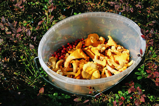 collected chanterell mushrooms in a plastic bucket