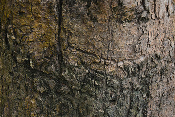 Includes various forms of Tree bark, Brown texture background with old age.