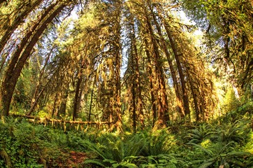Looking up at tall trees in the Hoh rain-forest in Washington state on the Olympic Peninsula