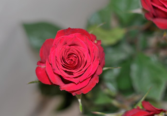 beautiful red rose