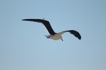 Free flight
