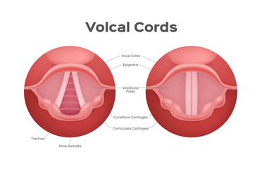 Naklejka premium wektor strun głosowych, organy / anatomia / głos