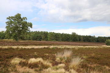 Naturlandschaft in der Lüneburger Heide bei Dürre 2018