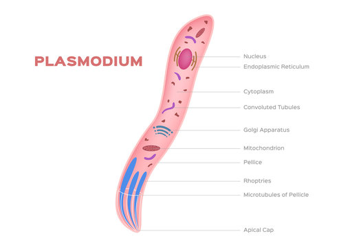 Plasmodium , intracellular, parasites of vertebrates and insects / organ anatomy / micro vector