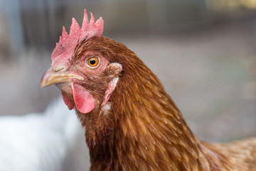 Glückliches Huhn