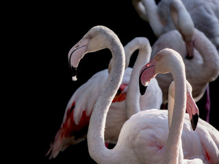 Obraz premium Deux flamants