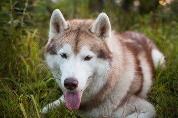 Close-up portrait of beautiful beige and white dog breed siberian husky lying in the grass in early fall