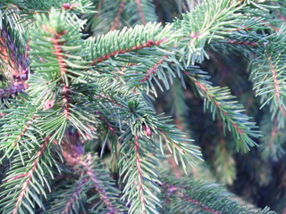 Spruce branches