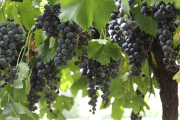 grapes