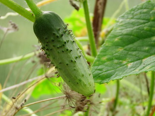 Сгсгьиук шт еру пфквут