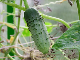 Сгсгьиук шт еру пфквут