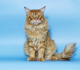 Maine Coon red tabby cat
