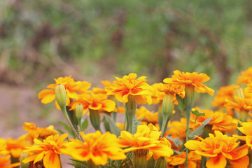 Tagetes. Flowers in the garden