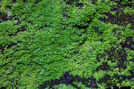 Stone covered with moss and ferns as background