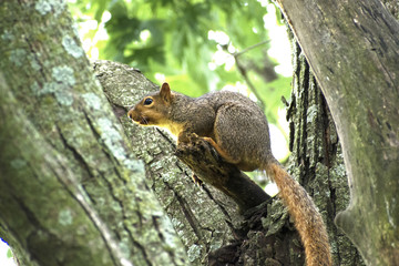 Obraz premium Fox Squirrel (Sciurus niger) perched on branch in Guthrie Center, Iowa's Riverside Park.