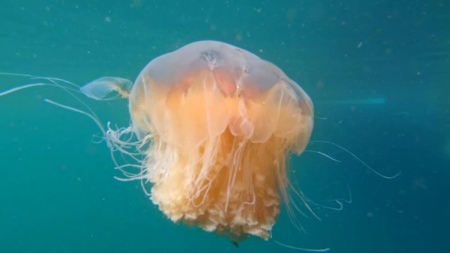 Orange jellyfish underwater footage