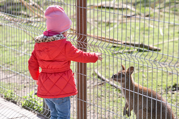 little girl is playing in the park outside garden zoo with kangaroo in summer spring