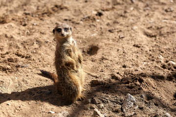 Portrait of Meerkat Suricata suricatta, African native animal, small carnivore belonging to the mongoose family