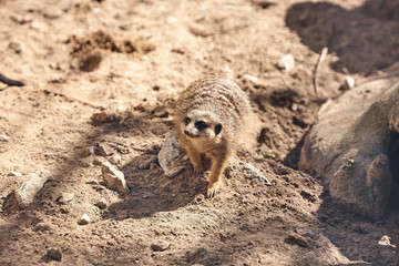 Obraz premium Portrait of Meerkat Suricata suricatta, African native animal, small carnivore belonging to the mongoose family
