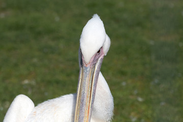 Obraz premium reat white pelican,Pelecanus onocrotalus, eastern white pelican, rosy pelican or white pelican is a bird in the pelican family.