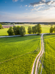 Fototapeta premium Drone Photo of the Crossroad Between Trees in Colorful Early Spring - Surrounded with Dandelion Field. Blue Skies with Clouds in the Background