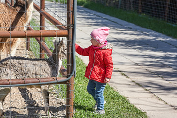 Fototapeta na wymiar little girl is playing in the park outside garden zoo with goat in summer spring