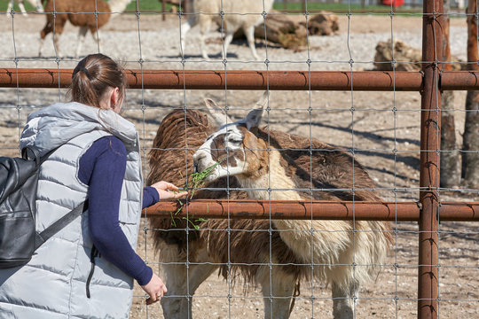 woman is playing in the park outside garden zoo and feeding alpac in summer spring