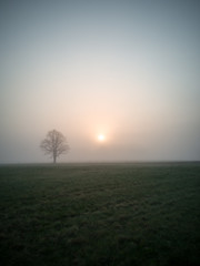 Tree Silhouette in an Early Morning Besides Countryside Road with a Field in a Foreground