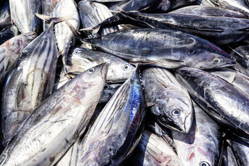 Nachhaltiger Thunfischfang